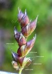  Raceme-Abaxial view of spikelets
